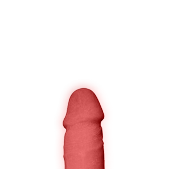 penis-model1